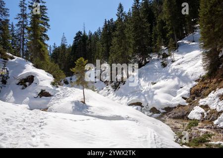 La neige couvre les sentiers boisés de Garmisch-Partenkirchen, illuminant la beauté naturelle de l'hiver. Les arbres se dressent haut au milieu du paysage blanc, o Banque D'Images