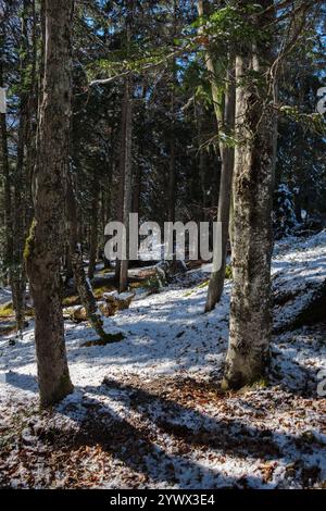 Un paysage hivernal immaculé se déroule à Mittenwald, en Bavière, où de grands arbres se dressent gracieusement couverts de neige fraîche. Les ombres douces s'étendent sur le g. Banque D'Images