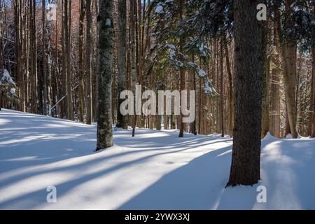 Un paysage hivernal calme dans les environs de Tagernsee en Bavière, en Allemagne, avec de grands arbres couverts de neige fraîche. La lumière du soleil projette des ombres douces, Banque D'Images