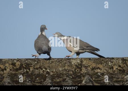 Pigeon des bois (Columba palumbus) deux oiseaux adultes lors de leur exposition de cour avec un oiseau poursuivant l'autre sur le toit d'une maison urbaine au printemps Banque D'Images