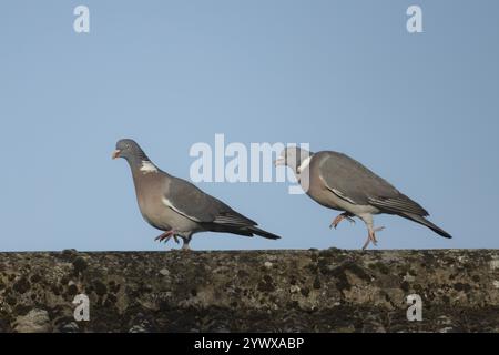 Pigeon des bois (Columba palumbus) deux oiseaux adultes lors de leur exposition de cour avec un oiseau poursuivant l'autre sur le toit d'une maison urbaine au printemps Banque D'Images