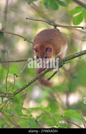 Souris dorée (Glis glis) assise sur une branche, animaux, mammifères Lahn-Dill-Kreis, Hesse, République fédérale d'Allemagne Banque D'Images