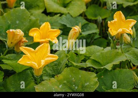 Fleurs de citrouille jaune fleurissant parmi les feuilles vertes dans le jardin. Photographie rapprochée de la croissance des plantes. Nature et concept de jardinage Banque D'Images