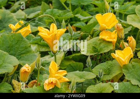 Fleurs de citrouille jaune fleurissant parmi les feuilles vertes dans le jardin. Photographie rapprochée de la croissance des plantes. Nature et concept de jardinage Banque D'Images