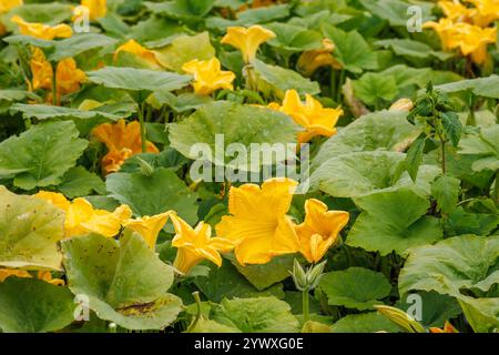 Fleurs de citrouille jaune fleurissant parmi les feuilles vertes dans le jardin. Photographie rapprochée de la croissance des plantes. Nature et concept de jardinage Banque D'Images