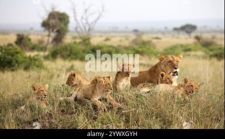 Groupe de Lions féminins avec des Cubs reposant sur la savane africaine Banque D'Images