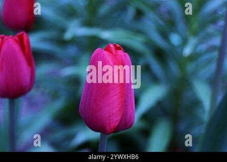 De belles tulipes fleurissent dans un jardin luxuriant. Banque D'Images