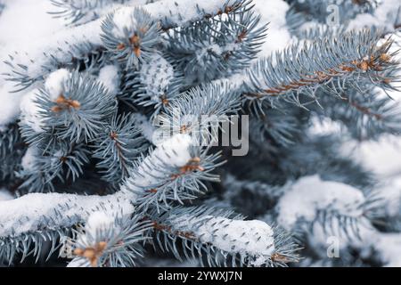 Branches d'épinette argentée recouvertes de neige en gros plan, arbre naturel du nouvel an pour fond de Noël Banque D'Images