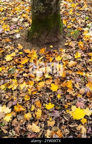 Automne. Feuilles mortes sur le sol autour du fond d'un arbre dans la forêt à Newquay en Cornouailles au Royaume-Uni. Banque D'Images