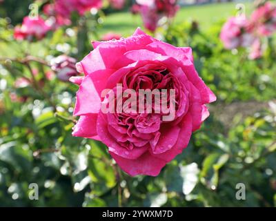 rose rose après la pluie Banque D'Images