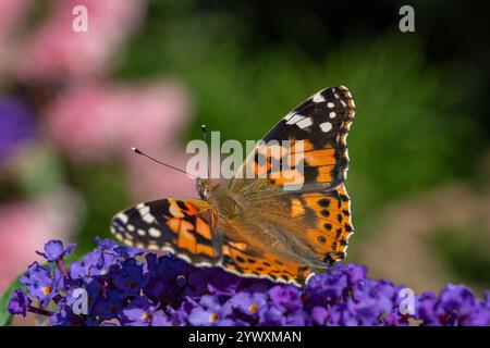 Vue arrière regardant les ailes et la tête d'un papillon peint Lady (Vanessa cardui) reposant sur Buddleia. Banque D'Images