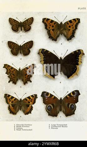 Une carte des papillons britanniques 1. Glauville Fritillary ; 2. Heath Fritillary ; 3. Virgule ; 4. Petit écaille de tortue ; 5. Grand écaille de tortue ; 6 Camberwell beauté 7. Peacock Banque D'Images