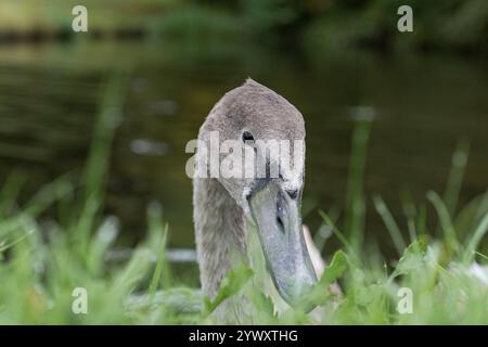 Vue rapprochée de face de la tête et du bec d'un cygnet (Cygnus olor) sauvage et muet britannique, tête inclinée sur le côté, jetant un coup d'œil sur une rive du canal. Banque D'Images