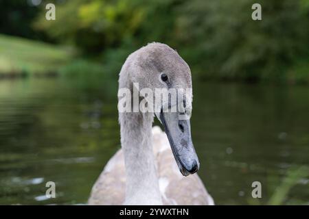 Vue de face très rapprochée d'un cygnet muet britannique sauvage (Cygnus olor) avec la tête inclinée sur le côté. Banque D'Images