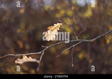 Feuilles d'automne sur un arbre Banque D'Images
