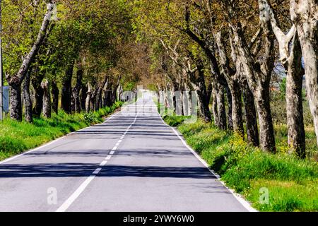 Route flanquée de plantains ombragés, Platanus hispanica, Caria, Beira Alta, portugal, europe Banque D'Images