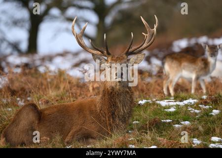 Red Deer Stag, Bradgate Park, Leicestershire Banque D'Images