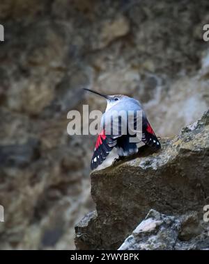 Tichodroma muraria saute sur la roche et cherche de la nourriture dans les crevasses de la roche, la meilleure photo. Banque D'Images