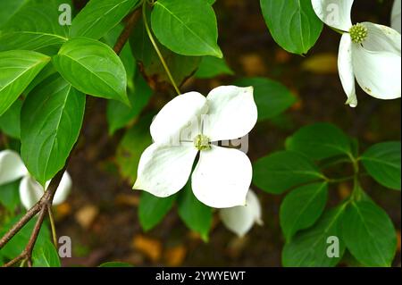 Fleurs d'été blanches simples de Dogwood Cornus 'Norman Hadden dans le jardin britannique juillet Banque D'Images