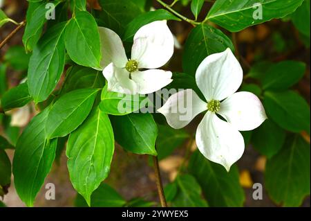 Fleurs d'été blanches simples de Dogwood Cornus 'Norman Hadden dans le jardin britannique juillet Banque D'Images