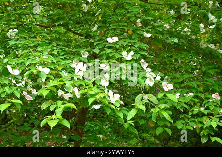 Fleurs d'été blanches simples de Dogwood Cornus 'Norman Hadden dans le jardin britannique juillet Banque D'Images