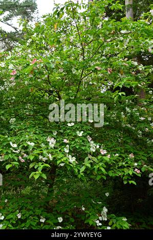 Fleurs d'été blanches simples de Dogwood Cornus 'Norman Hadden dans le jardin britannique juillet Banque D'Images