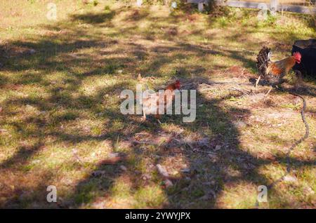 Heureux élevé organiquement et nourrir les poulets d'arrière-cour, profiter de la liberté de se promener autour de la cour manger des insectes et gratter le sol! Banque D'Images