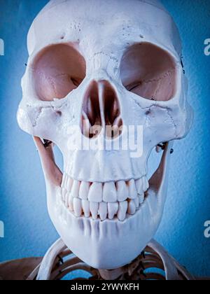 Closs up d'un crâne et os d'un modèle médical Banque D'Images