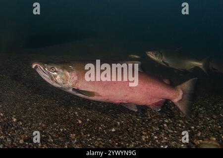 Saumon coho (Oncorhynchus kisutch) nageant en amont pour frayer en Californie du Nord. Les mâles deviennent rouges en préparation pour le frai. Banque D'Images