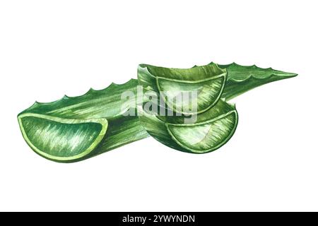 Aloe vera. Feuille d'aloe vera et morceaux d'aloès tranchés. Une illustration d'aquarelle dessinée à la main. Isoler. Pour les étiquettes et l'emballage de cosmétiques, parfums et Banque D'Images