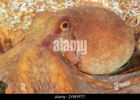 Giant Pacific Octopus, Enteroctopus dofleini, Puget Sound, Redondo, des Moines, Washington, États-Unis, Océan Pacifique Banque D'Images