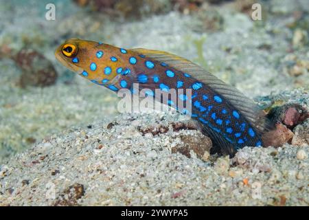 Méduse à pois bleus, Opistognathus rosenblatti, îles Midriff, basse-Californie, Mexique, mer de Cortez, Golfe de Californie, Océan Pacifique Banque D'Images