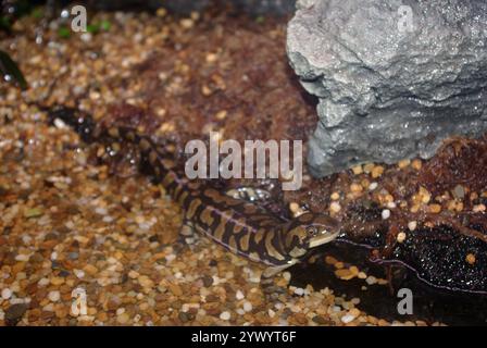 La salamandre tigrée barrée ou la salamandre tigrée occidentale (Ambystoma mavortium) Banque D'Images