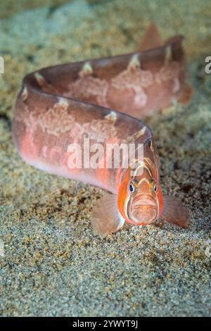 saddleback Gunnel, Pholis ornata, Puget Sound, Seattle, Washington, États-Unis, mer des Salish, Océan Pacifique Banque D'Images