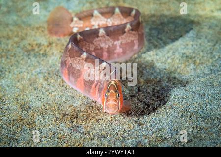 saddleback Gunnel, Pholis ornata, Puget Sound, Seattle, Washington, États-Unis, mer des Salish, Océan Pacifique Banque D'Images