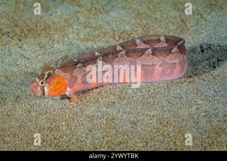 saddleback Gunnel, saddleback Blenny, Pholis ornata, Puget Sound, Seattle, Washington, États-Unis, mer des Salish, Océan Pacifique Banque D'Images