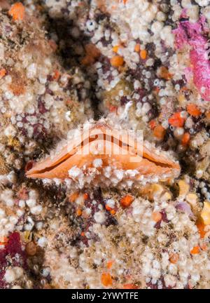 Coque de lampe commune, Terebratalia transversa, îles San Juan, Washington, États-Unis, océan Pacifique Banque D'Images