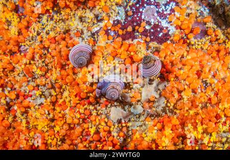 Escargot bleu, Calliostoma ligatum, col Browning, Colombie-Britannique, Canada, océan Pacifique Banque D'Images