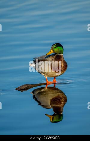 Canard colvert drake (mâle) (Anas platyrhynchos) reposant sur une bûche à Juanita Bay Park, lac Washington à Kirkland, État de Washington, États-Unis. Banque D'Images