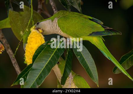 Perruche moine (Myiopsitta monachus) se nourrissant d'un fruit de mangue mûr au Piuval Lodge dans le Pantanal Nord, État du Mato Grosso, Brésil. Banque D'Images