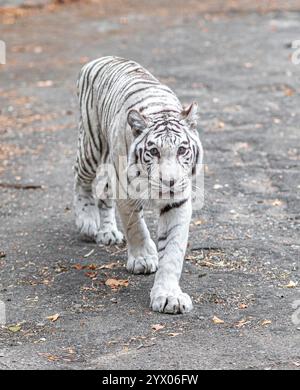 Majestueux tigre blanc marchant sur le sentier Banque D'Images