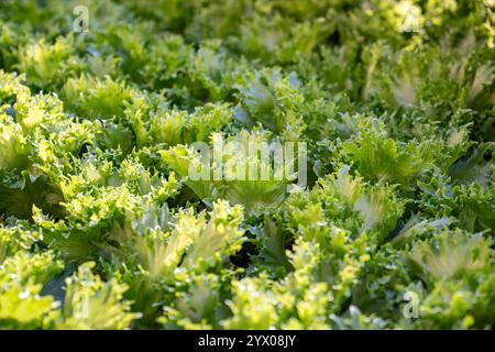 Culture de la laitue Frillice, pousser dans des conditions contrôlées. Produits durables, développement des cultures Banque D'Images