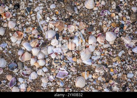 Une scène de plage avec beaucoup de coquillages dispersés sur le sable. Les coquilles sont de différentes tailles et couleurs, créant une atmosphère belle et sereine Banque D'Images