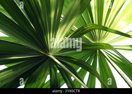 Éventail de palmiers des marais, Licuala paludosa, Araceae. Asie tropicale. Licuala est un genre de palmiers, de la tribu Trachycarpeae, communément trouvé dans les forêts tropicales. Banque D'Images