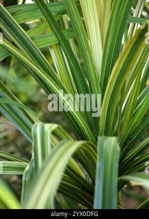 Screwpine de chaume, Screwpine de Tahiti, Hala Tree ou Pandanus, Pandanus tectorius, Pandanaceae. Philippines, Asie. Banque D'Images