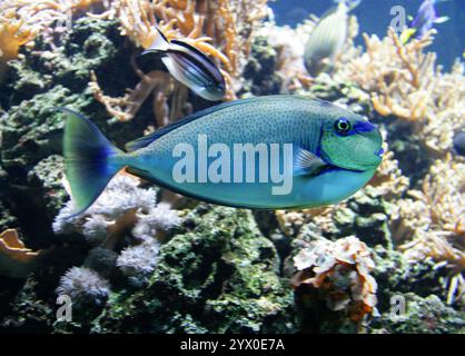 Rhino Vlamingh, Bignose Unicornfish, Unicornfish, Scibbled Unicornfish, Vlaming's Unicornfish ou Zebra Unicornfish, Naso vlamingii, Acanthuridae. Indo Banque D'Images