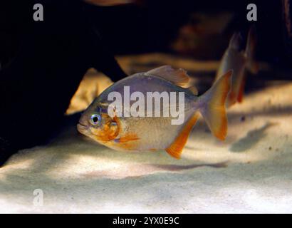 Piranha à lobes ou Piranha à lobes, Pygopristis denticulata, Serrasalmidae. Affluents de la basse Amazonie. Banque D'Images