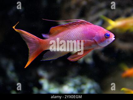 Lyretail Anthias, Pseudanthias squamipinnis, Anthiinae, Serranidae. Océan Indo-Pacifique. Banque D'Images