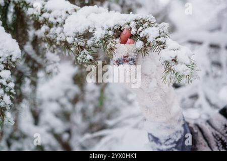 Main douillette touchant une branche de pin enneigée dans Winter Wonderland. Banque D'Images