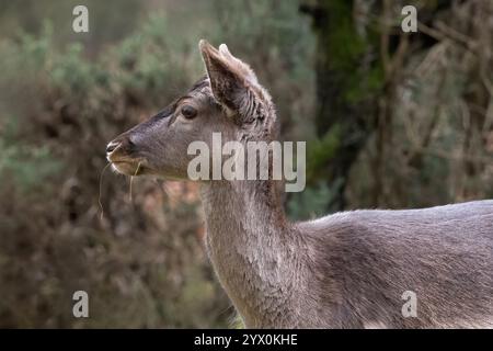Un gros plan portrait de profil d'un cerf en jachère dans son manteau d'hiver. Le portrait montre juste sa tête et ses épaules sur un fond naturel Banque D'Images